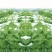 杂交白菜苔种子甜脆白菜苔种子苔多侧枝多口感甜脆