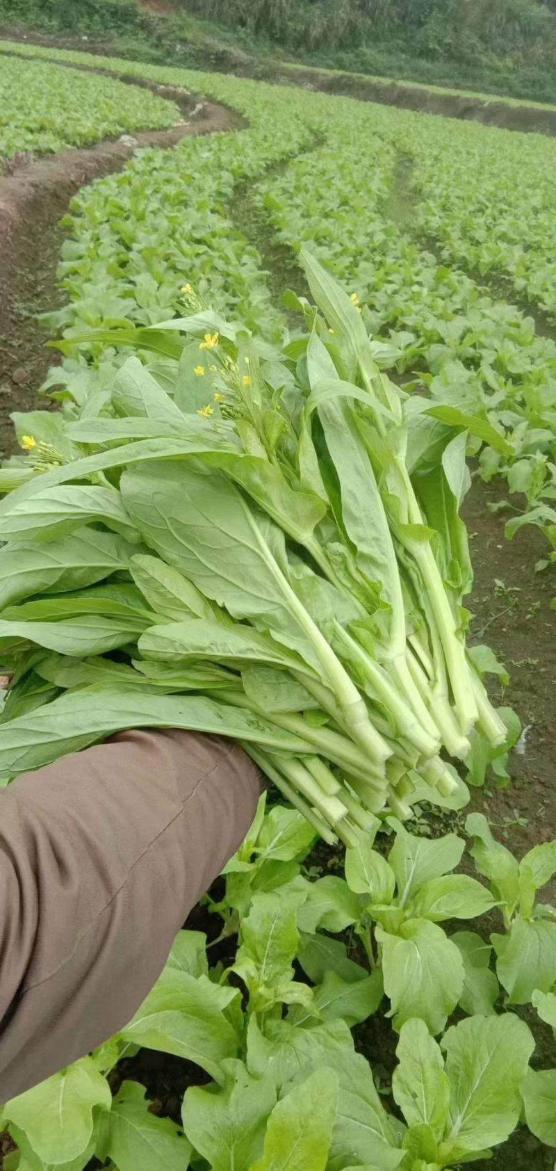 杂交白菜苔种子甜脆白菜苔种子苔多侧枝多口感甜脆