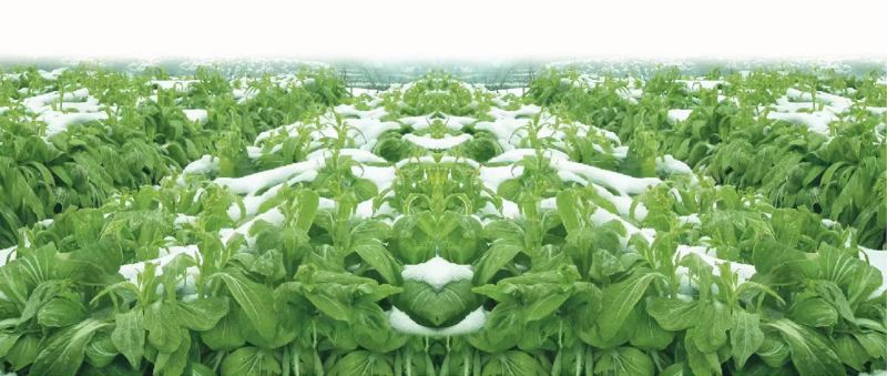 杂交白菜苔种子甜脆白菜苔种子苔多侧枝多口感甜脆