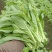 杂交白菜苔种子甜脆白菜苔种子苔多侧枝多口感甜脆