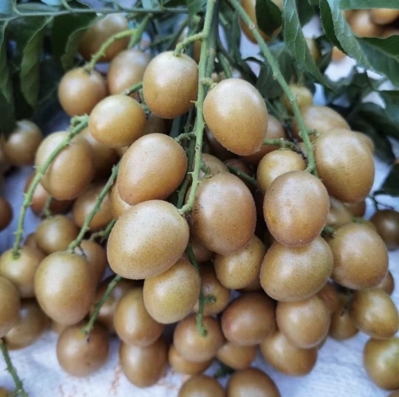 广西黑金刚黄皮果串果大量供应
