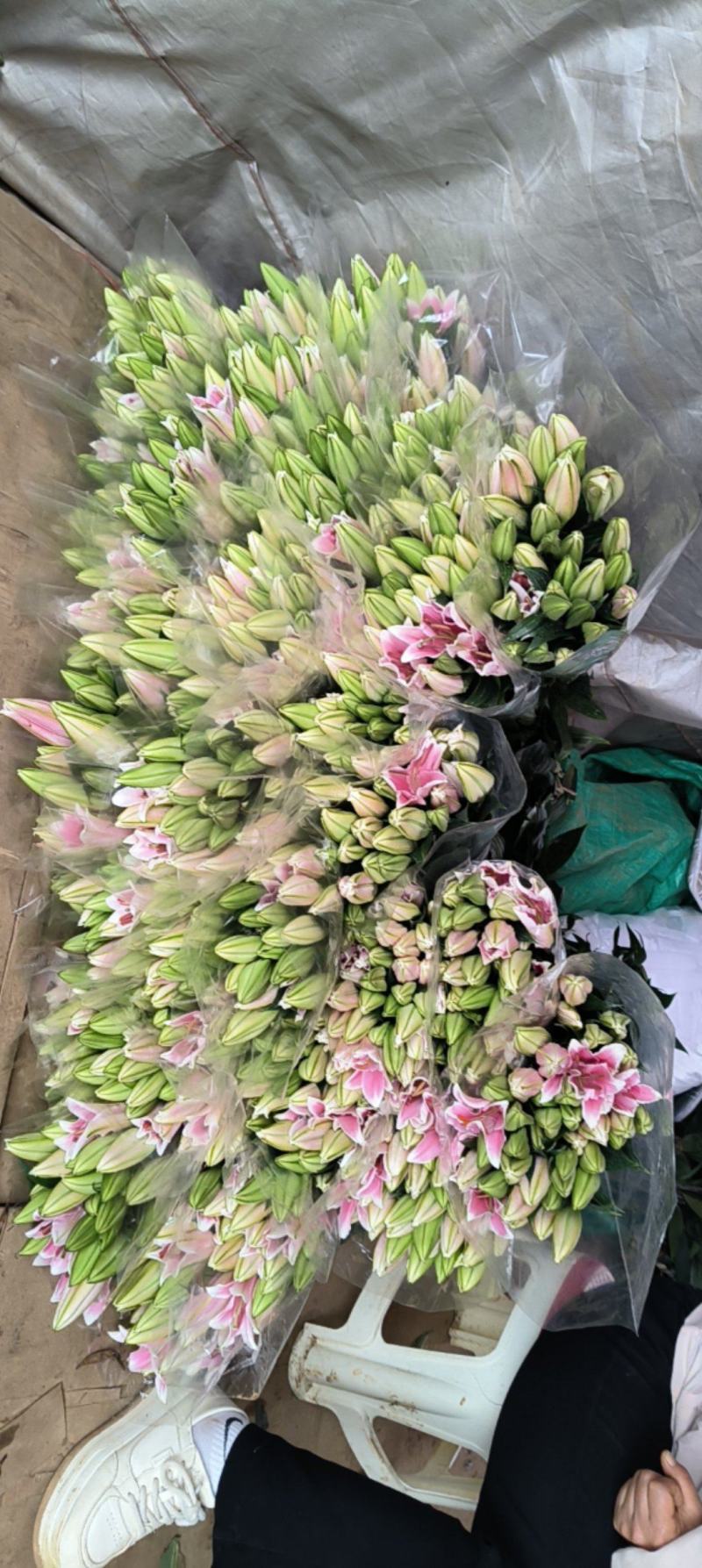 香水百合常年批发，单头，两头，多头，需要的老板联系
