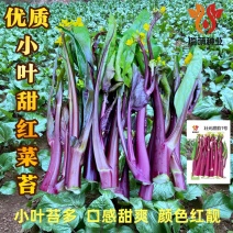 小叶无苦味红菜苔种子红油菜苔种子甜红菜苔种子