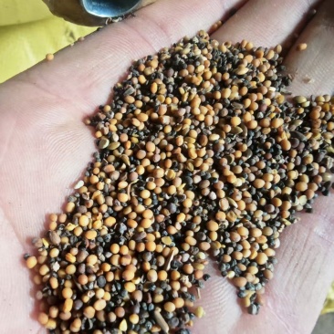 菜籽下角料