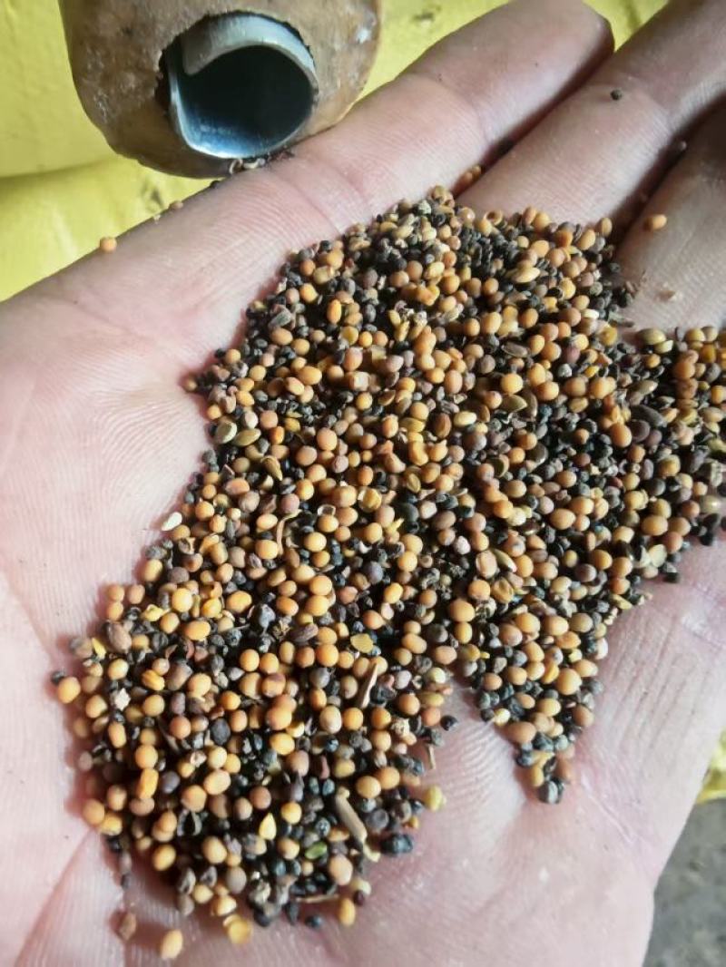 菜籽下角料