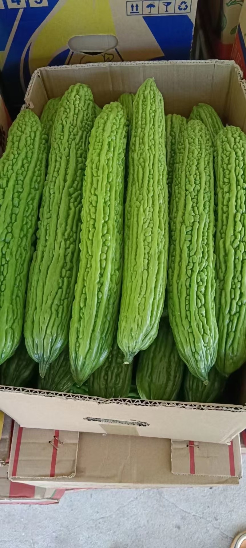 苦瓜南通本地新鲜苦瓜头茬苦瓜青皮凉瓜产地直发