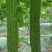 苦瓜南通本地新鲜苦瓜头茬苦瓜青皮凉瓜产地直发