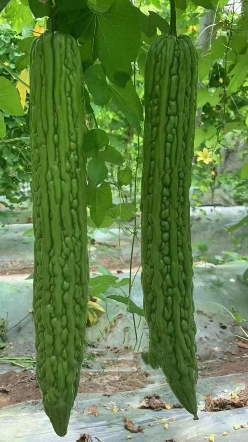苦瓜南通本地新鲜苦瓜头茬苦瓜青皮凉瓜产地直发