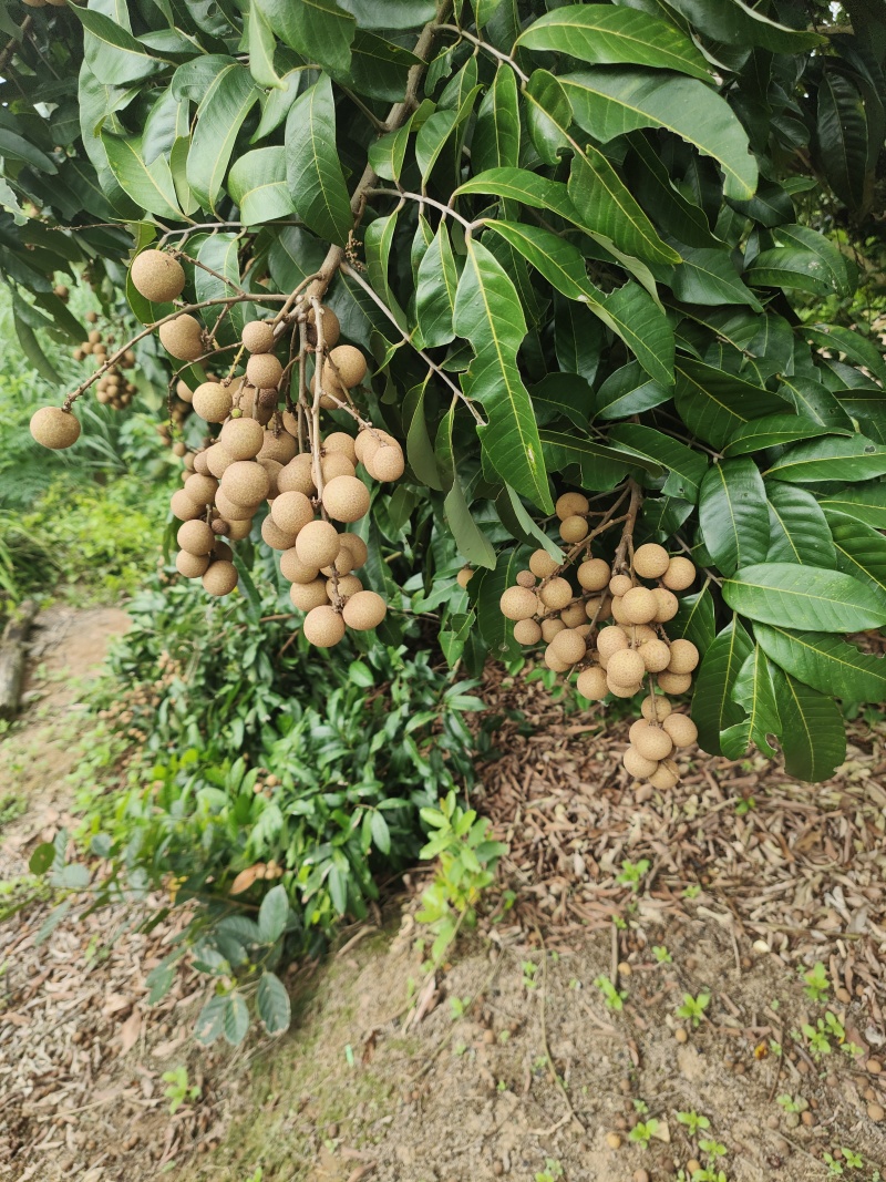 石硖龙眼