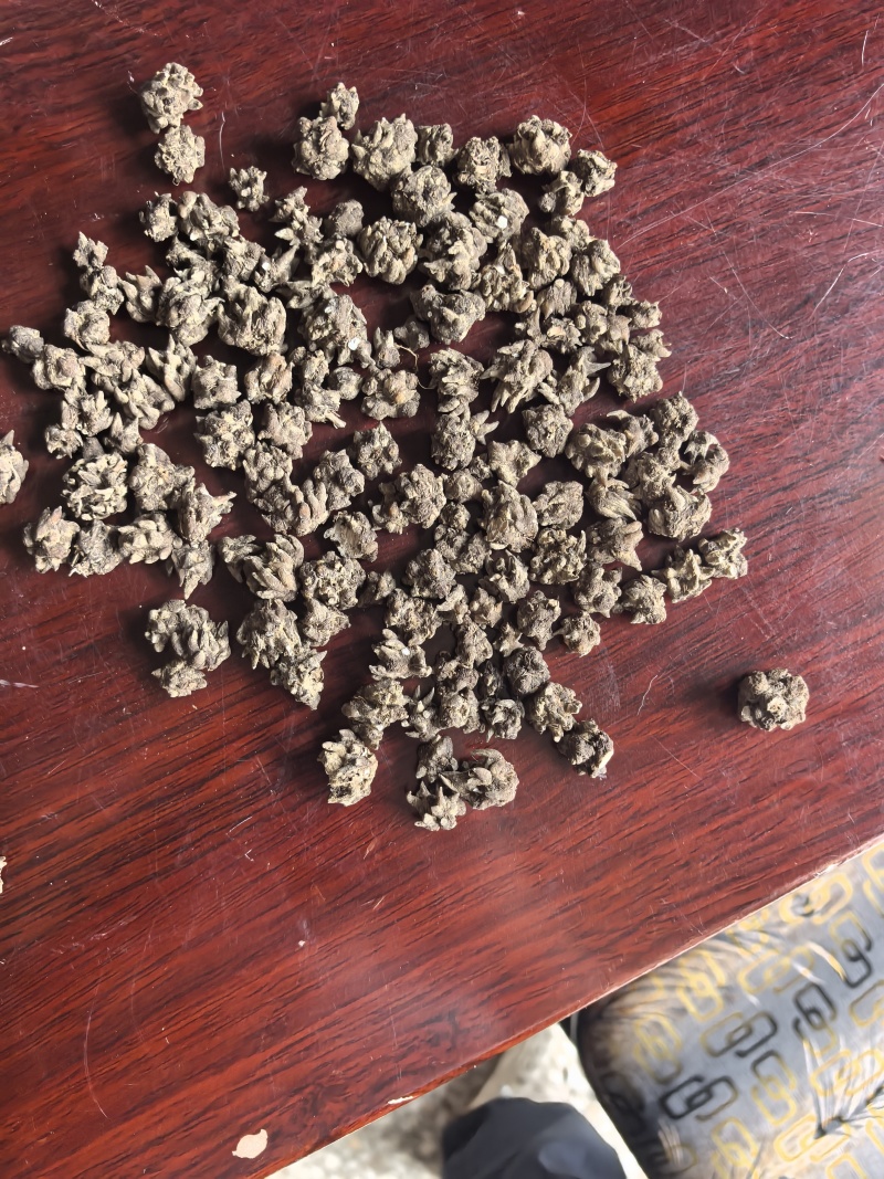 猫爪草，常年供应，收购，质量至上，诚信经营，服务第一