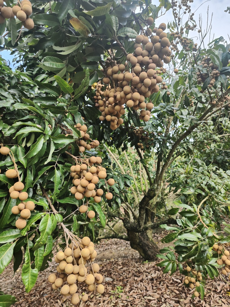 石硖龙眼