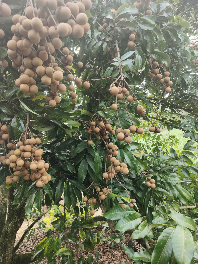 石硖龙眼