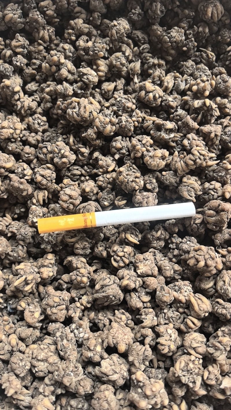 猫爪草，常年供应，收购，质量至上，诚信经营，服务第一