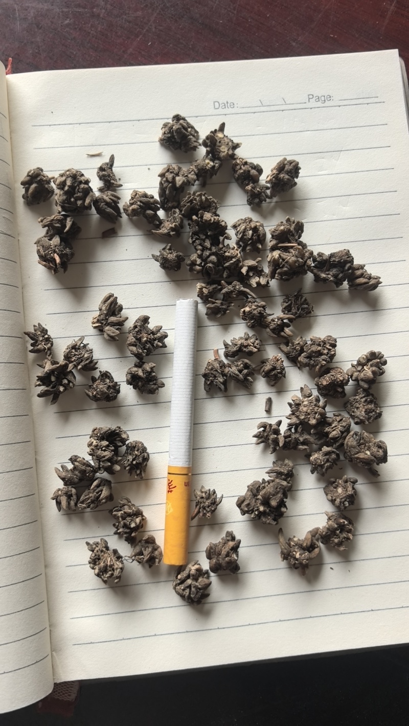 猫爪草，常年供应，收购，质量至上，诚信经营，服务第一