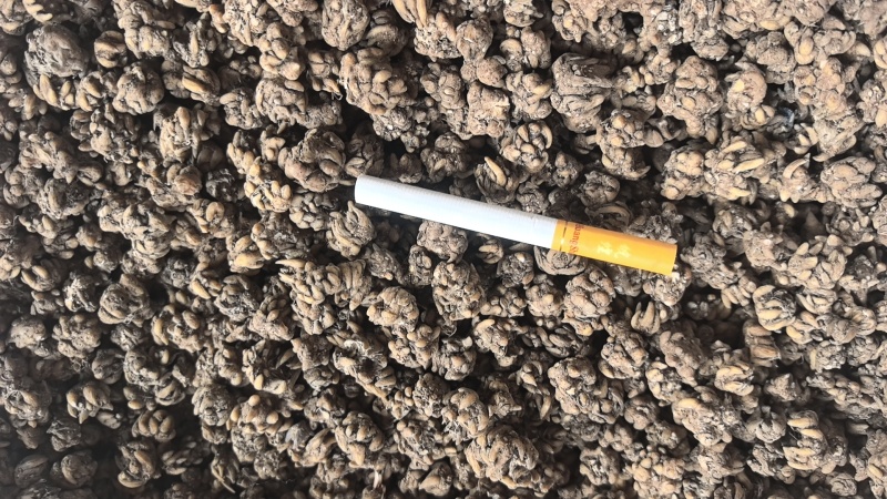 猫爪草，常年供应，收购，质量至上，诚信经营，服务第一