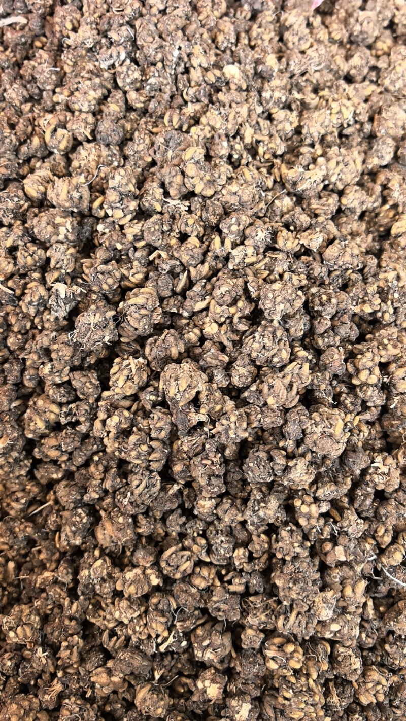 猫爪草，常年供应，收购，质量至上，诚信经营，服务第一