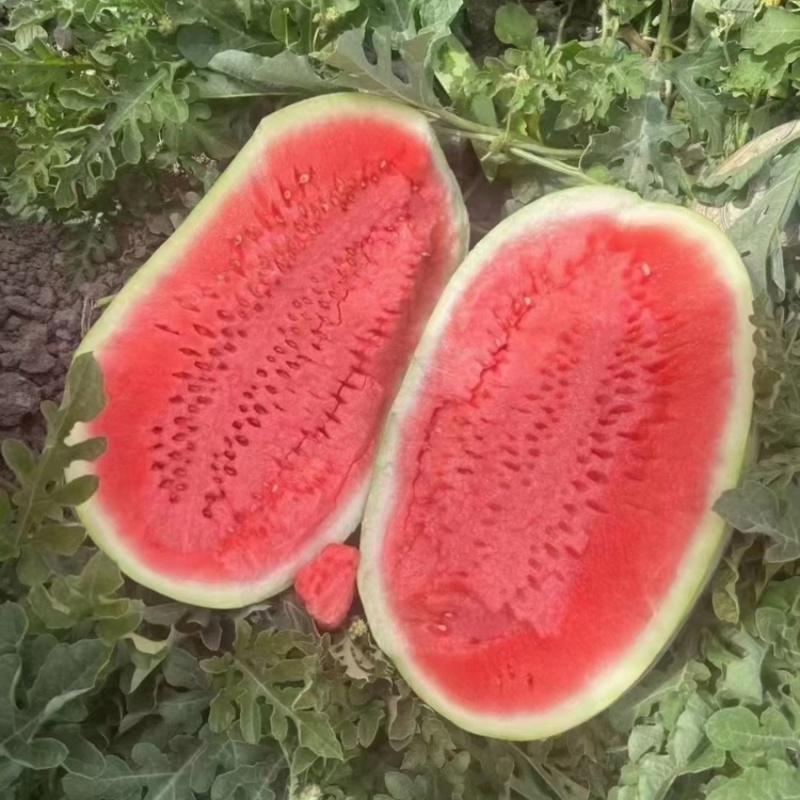 硒砂瓜宁夏石缝瓜石头瓜包熟包甜量大从优代发全国