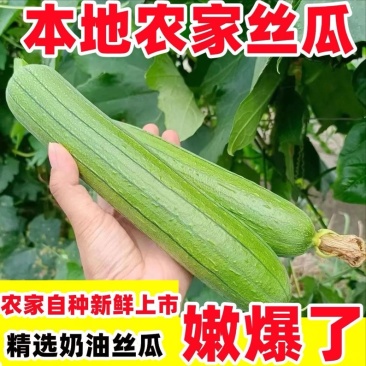 南通本地油皮丝瓜本地笨丝瓜短丝瓜肉丝瓜新鲜丝瓜