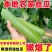 南通本地油皮丝瓜本地笨丝瓜短丝瓜肉丝瓜新鲜丝瓜
