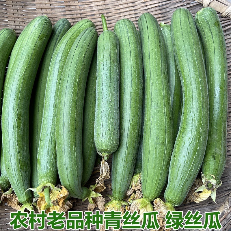 南通本地油皮丝瓜本地笨丝瓜短丝瓜肉丝瓜新鲜丝瓜