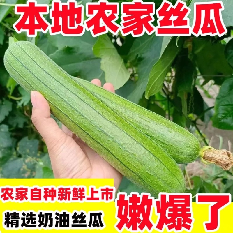 南通本地油皮丝瓜本地笨丝瓜短丝瓜肉丝瓜新鲜丝瓜