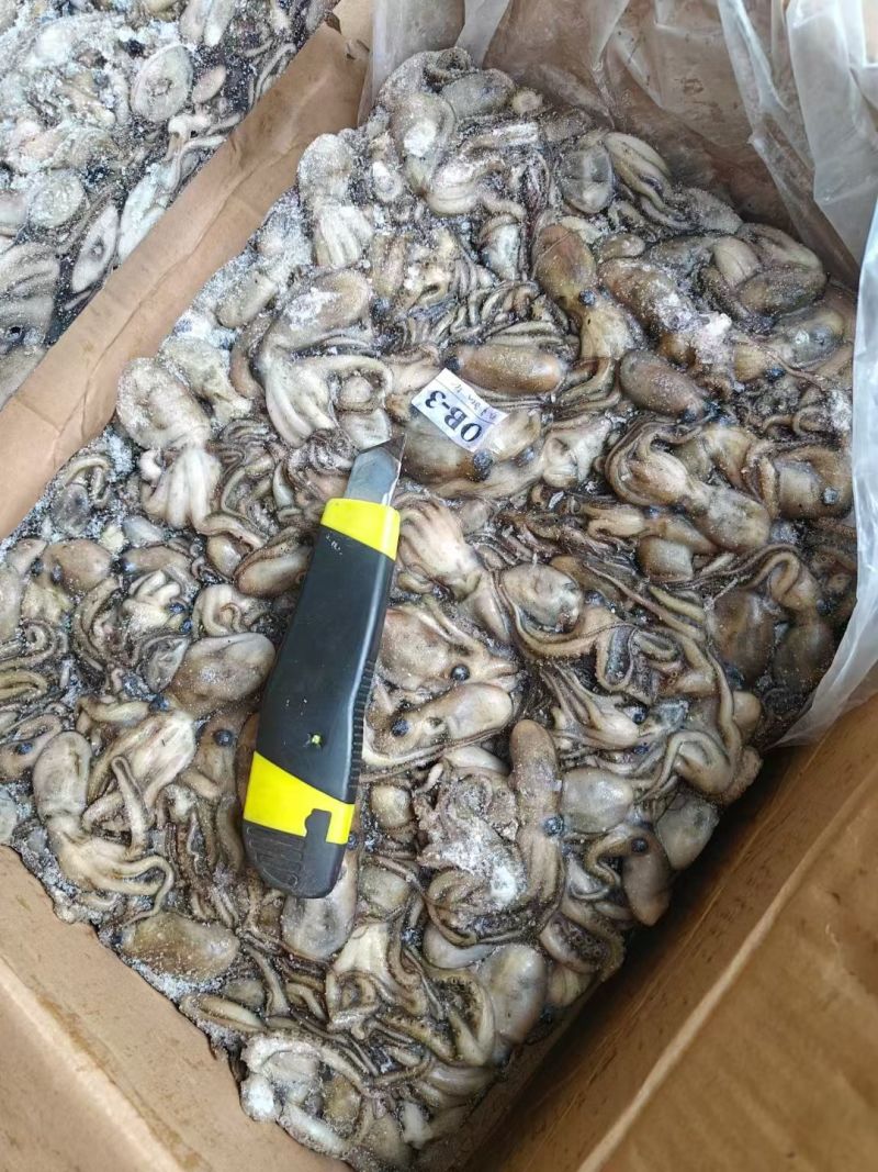 干水船冻小八爪鱼小章鱼