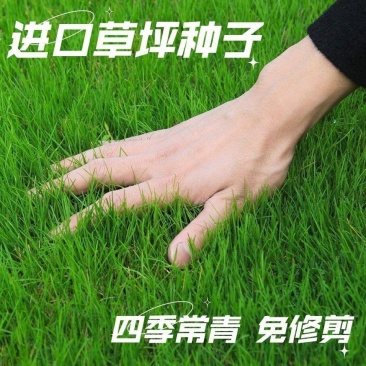高档四季青草种免修剪耐践踏绿化庭院草坪草籽