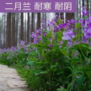 二月兰种子厂家一手货源批发品质保证价格便宜欢迎咨询