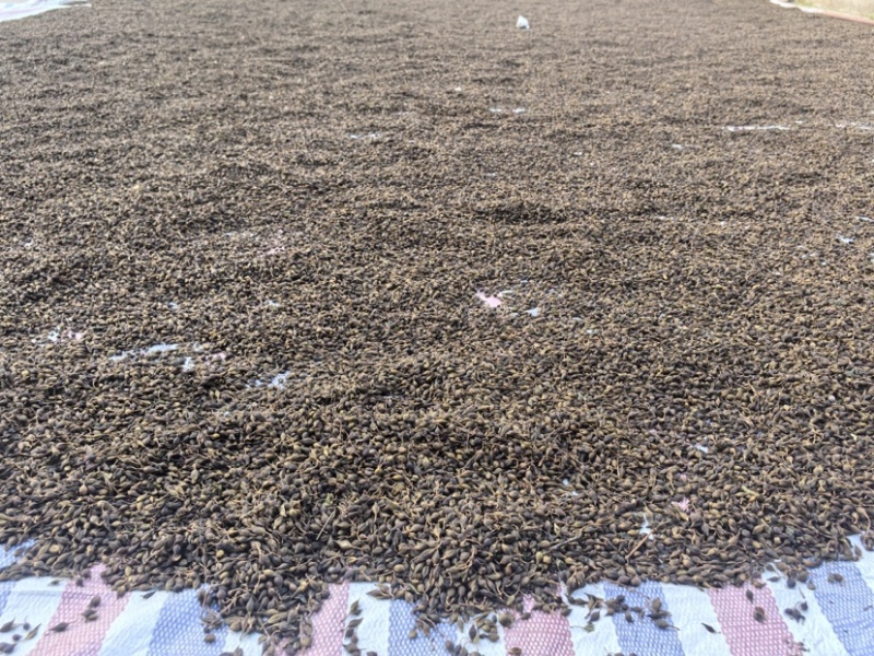 精品新鲜蔬菜24小时在线服务长期供应无间断
