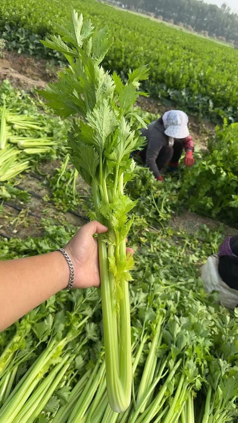 《芹菜》河南芹菜/精品西芹/产地货源/质量三包，欢迎咨询