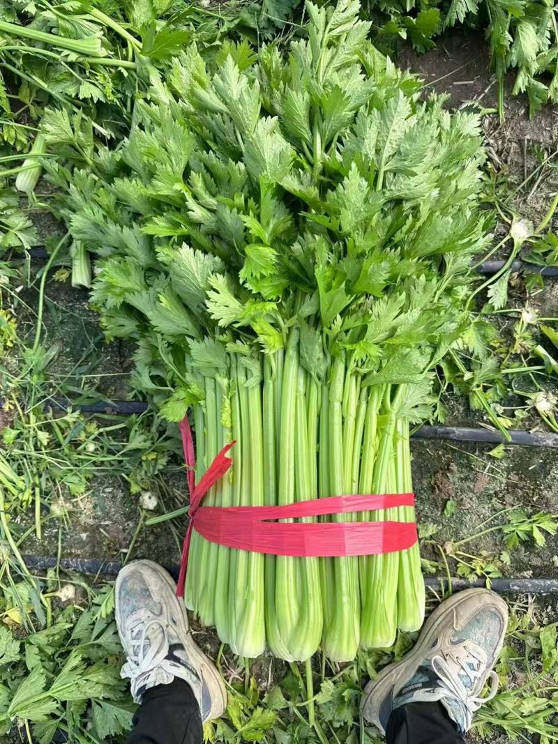 《芹菜》河南芹菜/精品西芹/产地货源/质量三包，欢迎咨询