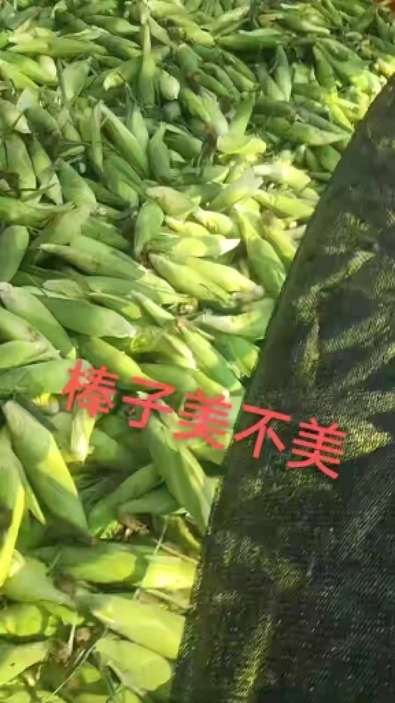 山西忻州水果玉米万糯2000产地一手货源现摘现发量大价优