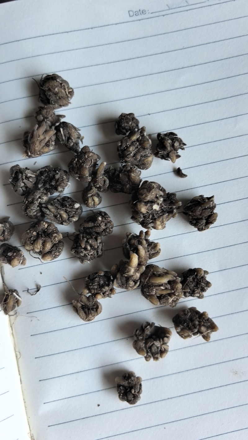 猫爪草，常年供应，收购，质量至上，诚信经营，服务第一