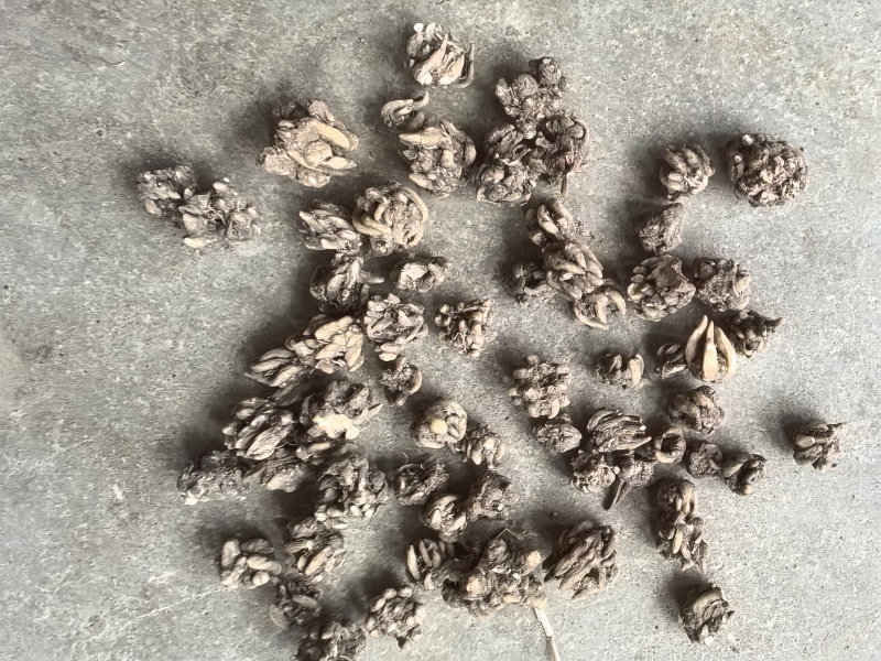 猫爪草，常年供应，收购，质量至上，诚信经营，服务第一