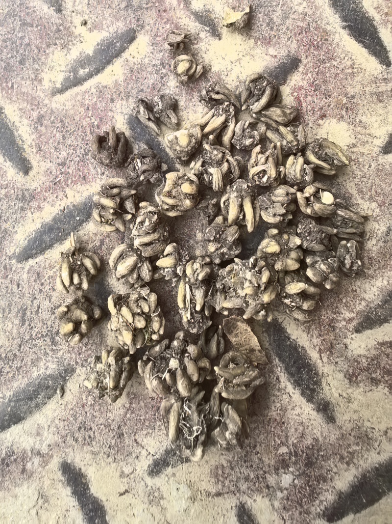 猫爪草，常年供应，收购，质量至上，诚信经营，服务第一