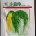 黄心大白菜种子60天白菜种子早熟
