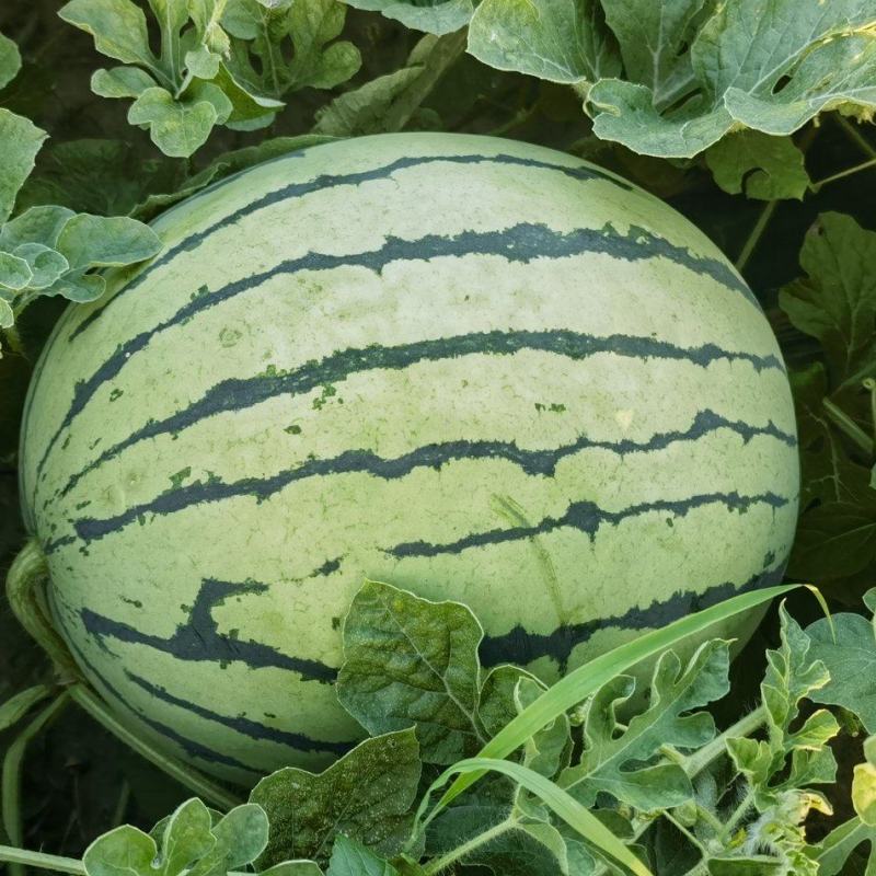 露天麒麟瓜九江本地货量充足