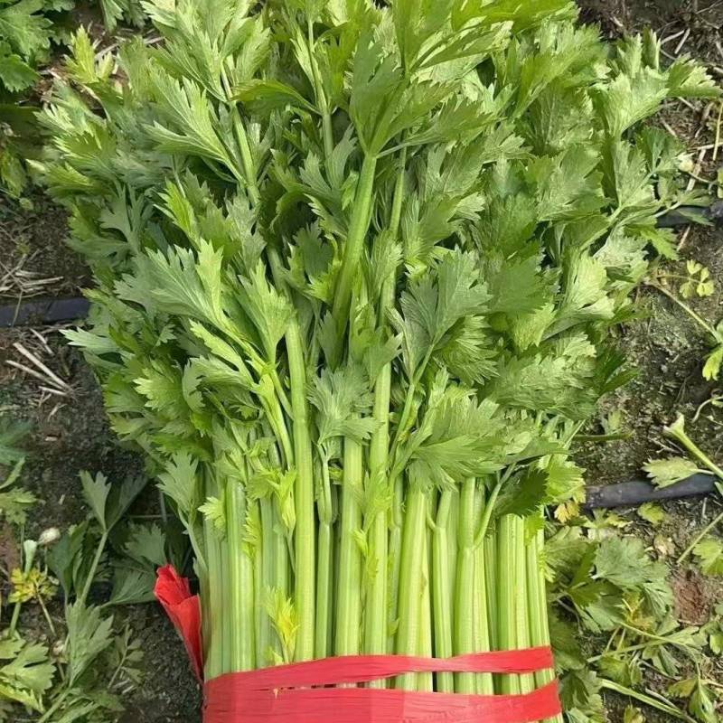 《芹菜》河南小香芹/精品西芹/产地货源/质量三包，欢迎咨询