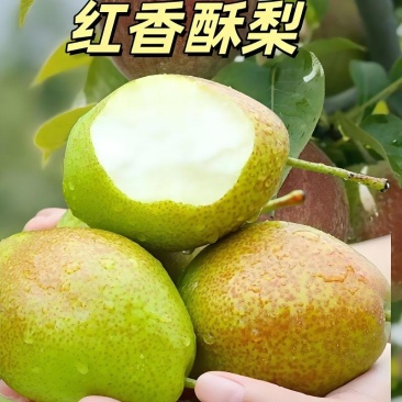 陕西红香酥梨，多汁脆甜，产地直供，一手货源！