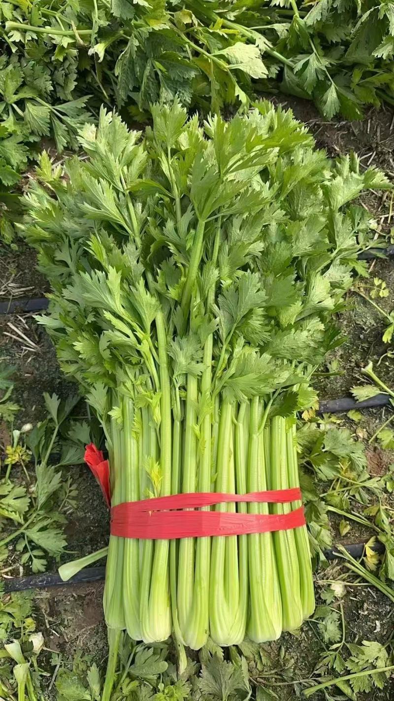 《芹菜》河南小香芹/精品西芹/产地货源/质量三包，欢迎咨询