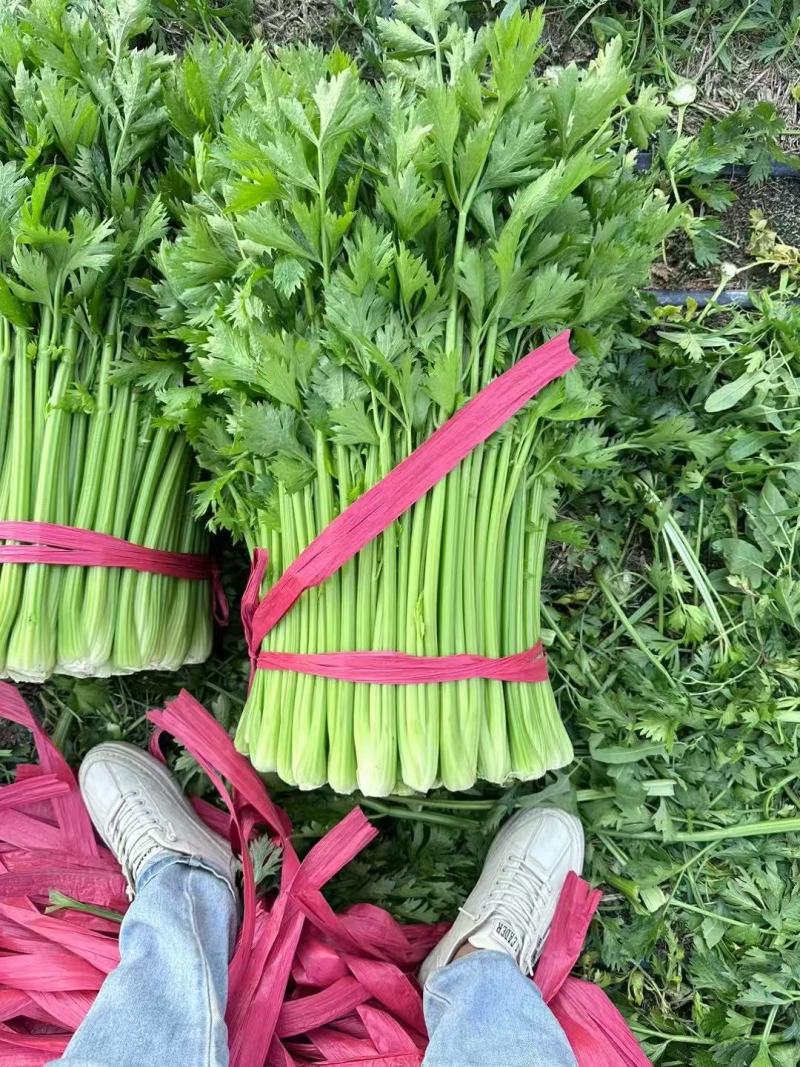 《芹菜》河南小香芹/精品西芹/产地货源/质量三包，欢迎咨询