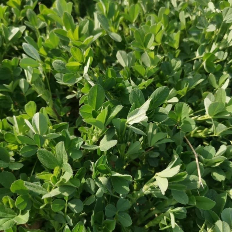 紫花苜蓿批发牧草量大批发厂家直销