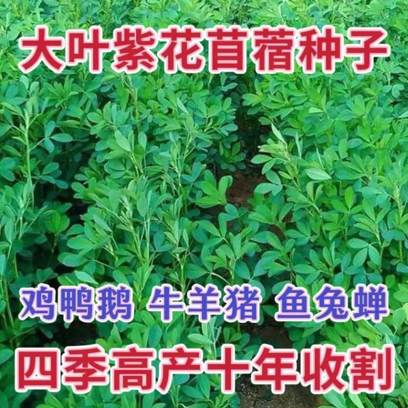 紫花苜蓿批发牧草量大批发厂家直销