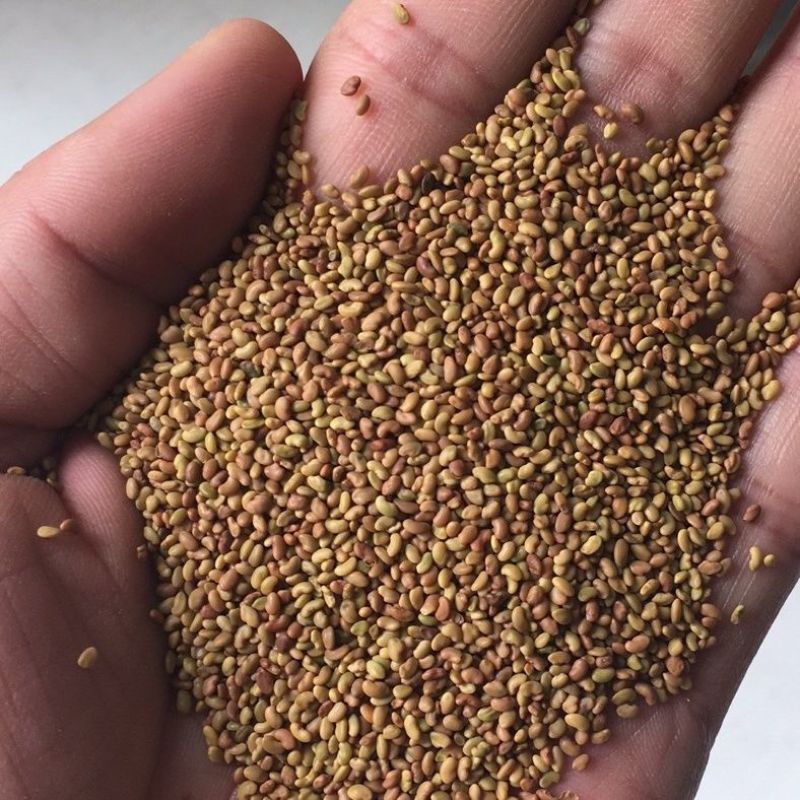 紫花苜蓿批发牧草量大批发厂家直销
