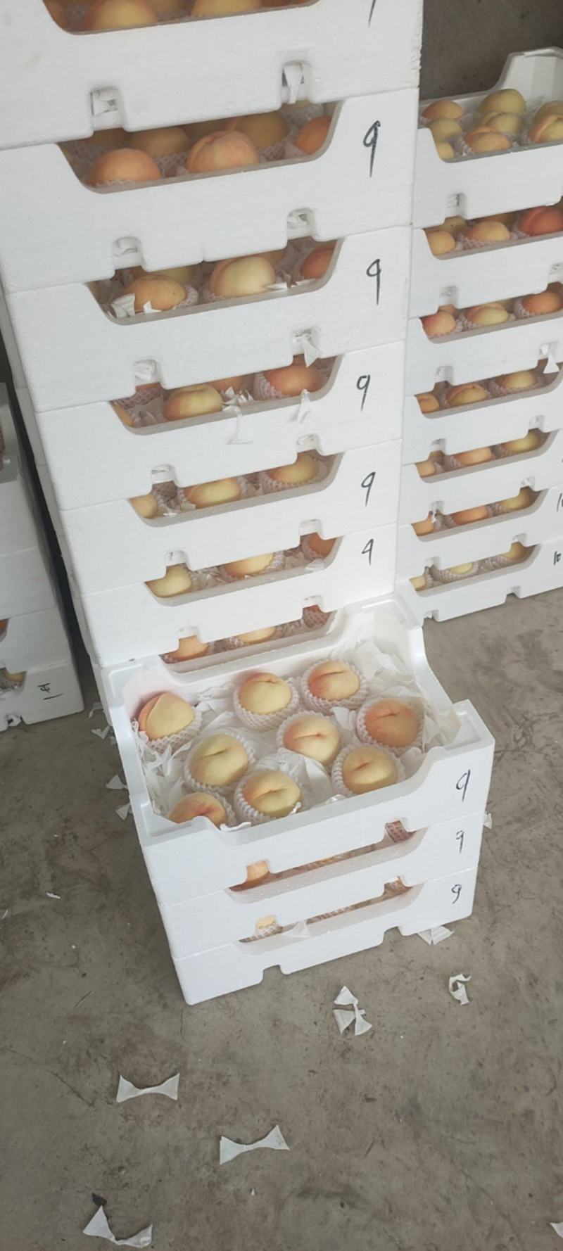 中桃5号水蜜桃