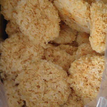 新货大花银耳热卖中