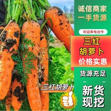精品胡萝卜三红胡萝卜带泥带叶现挖现发全国发货
