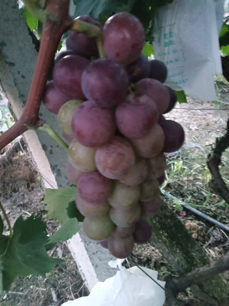 巨丰葡萄
