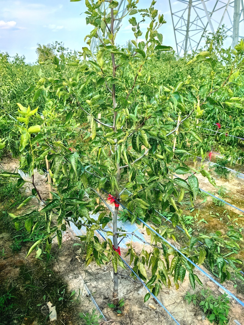 新品种蟠枣油蟠枣树苗山东鲁蟠一号冬枣三代