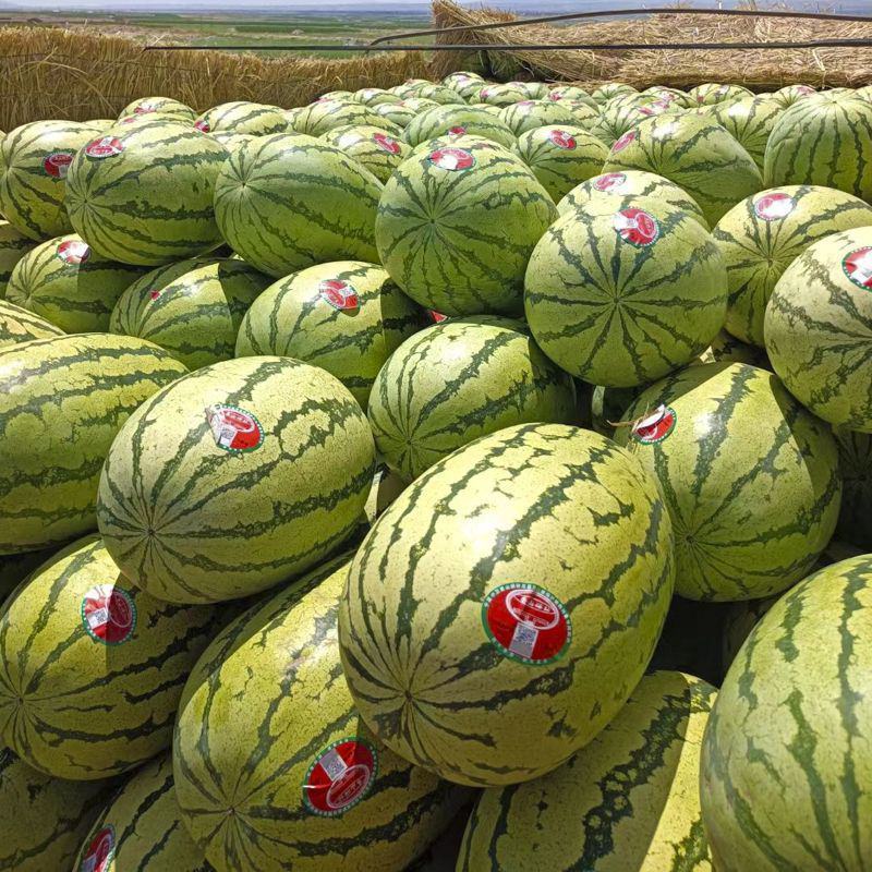 【推荐】精品西瓜金花西瓜硒砂瓜西瓜大量现货一手货源
